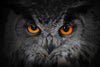Mesmerizing Gray Owl Wall Art
