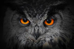 Mesmerizing Gray Owl Wall Art