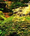 Mesmerizing Japanese Waterfall Wall Art