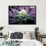 Rare Cannabis Plant Wall Art