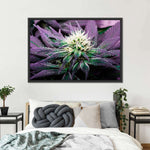 Rare Cannabis Plant Wall Art