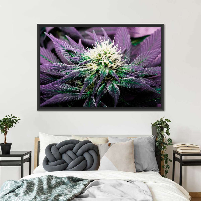 Rare Cannabis Plant Wall Art