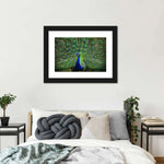 Peacock Feathers Wall Art