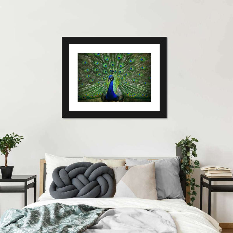 Peacock Feathers Wall Art