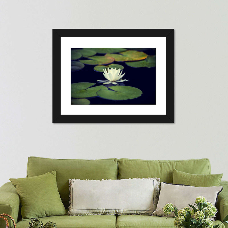 Lotus And Leaves Wall Art