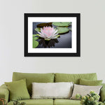 Pinkish White Lotus Wall Art