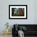 Vibrant Redwood Wall Art