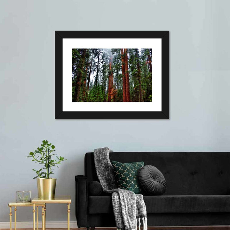 Vibrant Redwood Wall Art