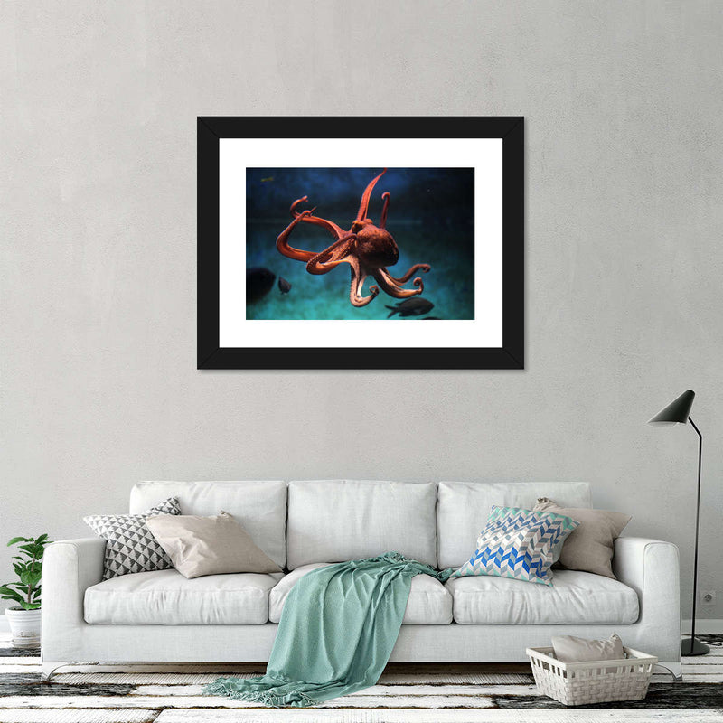 Octopus Vulgaris Wall Art