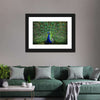 Peacock Feathers Wall Art