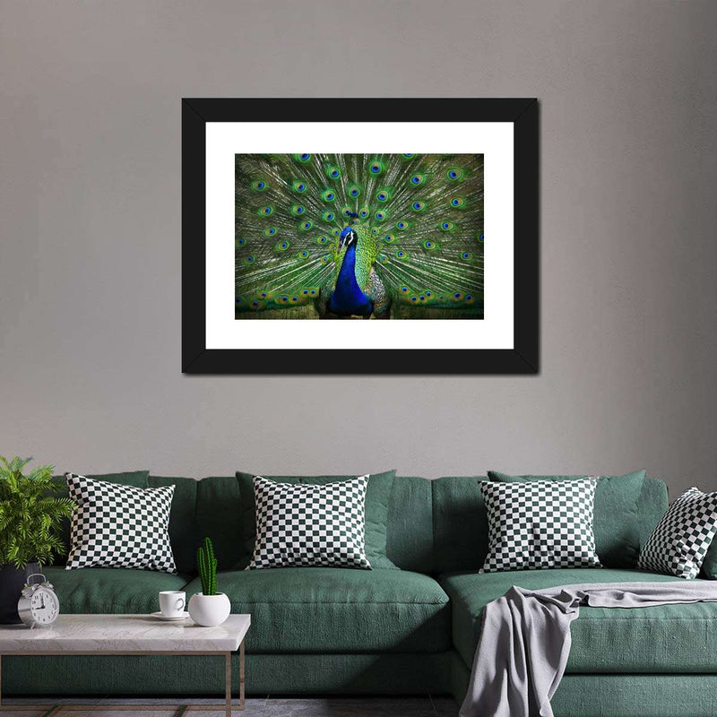 Peacock Feathers Wall Art