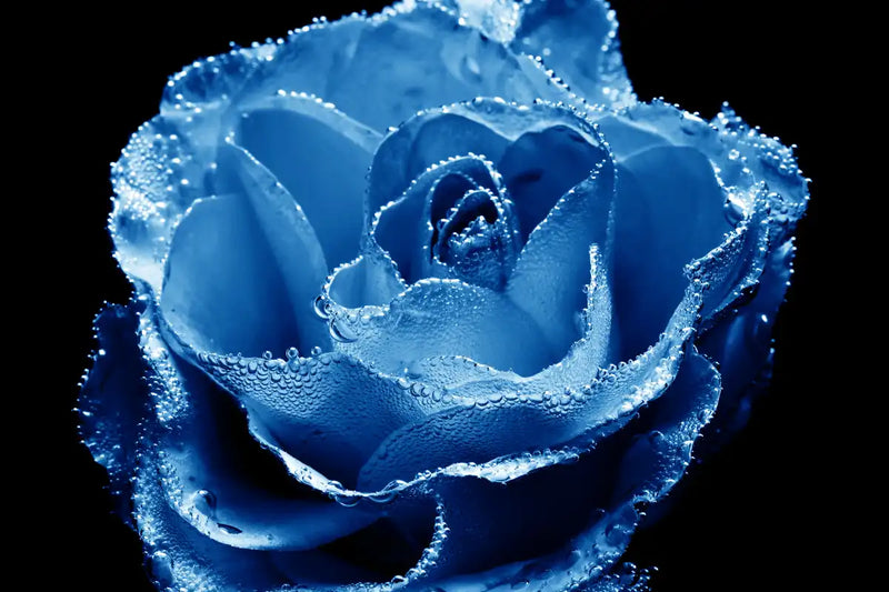 Misty Blue Rose Wall Art