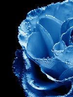 Misty Blue Rose Wall Art