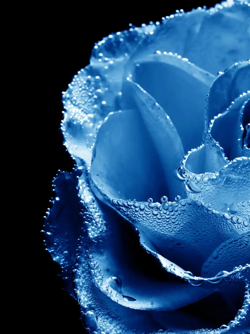 Misty Blue Rose Wall Art