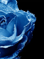 Misty Blue Rose Wall Art