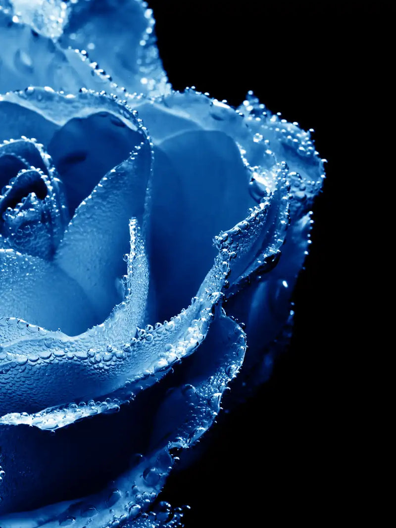 Misty Blue Rose Wall Art