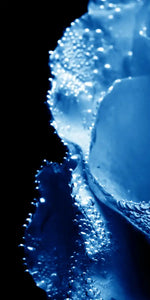 Misty Blue Rose Wall Art