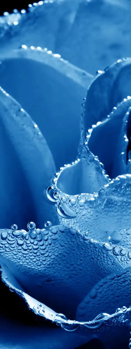Misty Blue Rose Wall Art