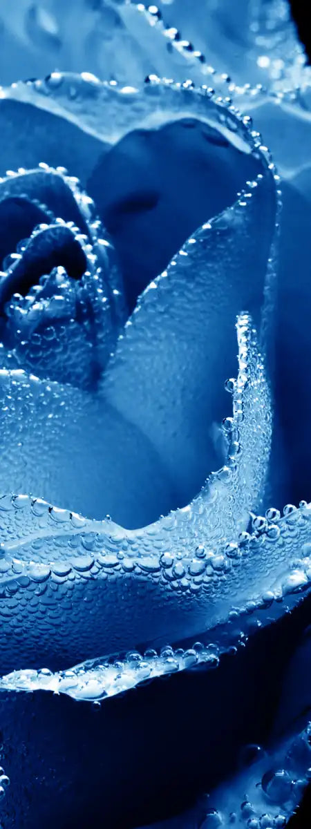 Misty Blue Rose Wall Art