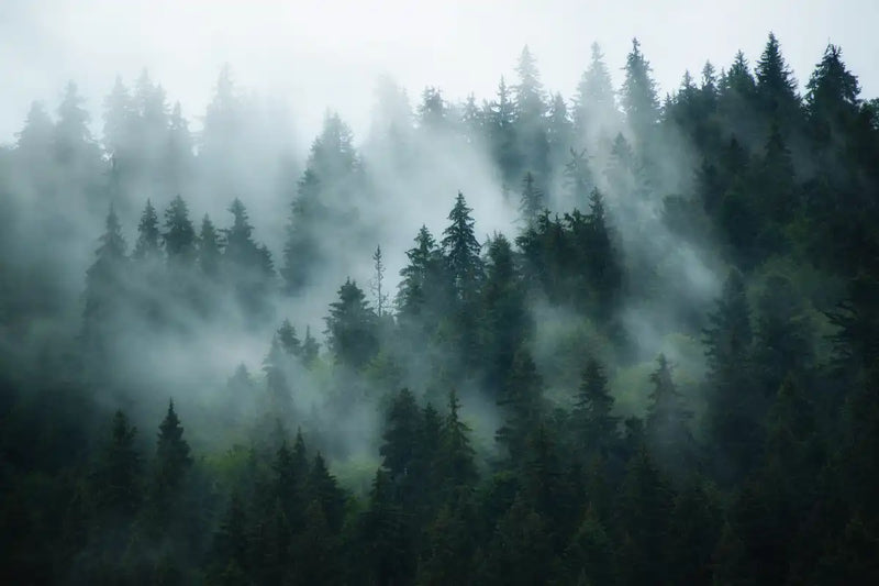 Misty Fir Forest Wall Art