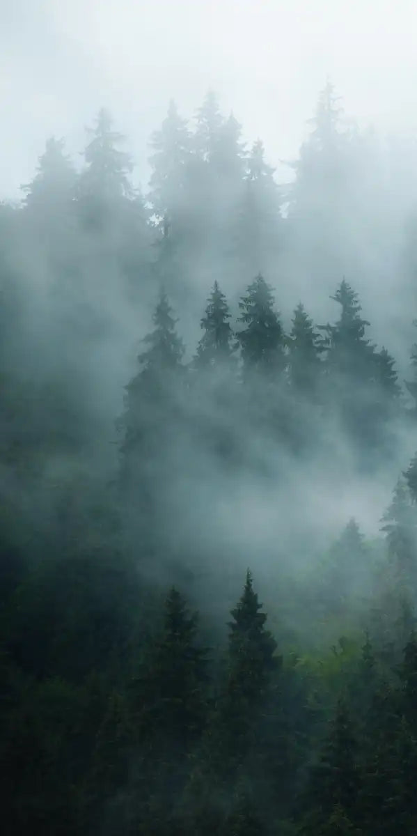 Misty Fir Forest Wall Art