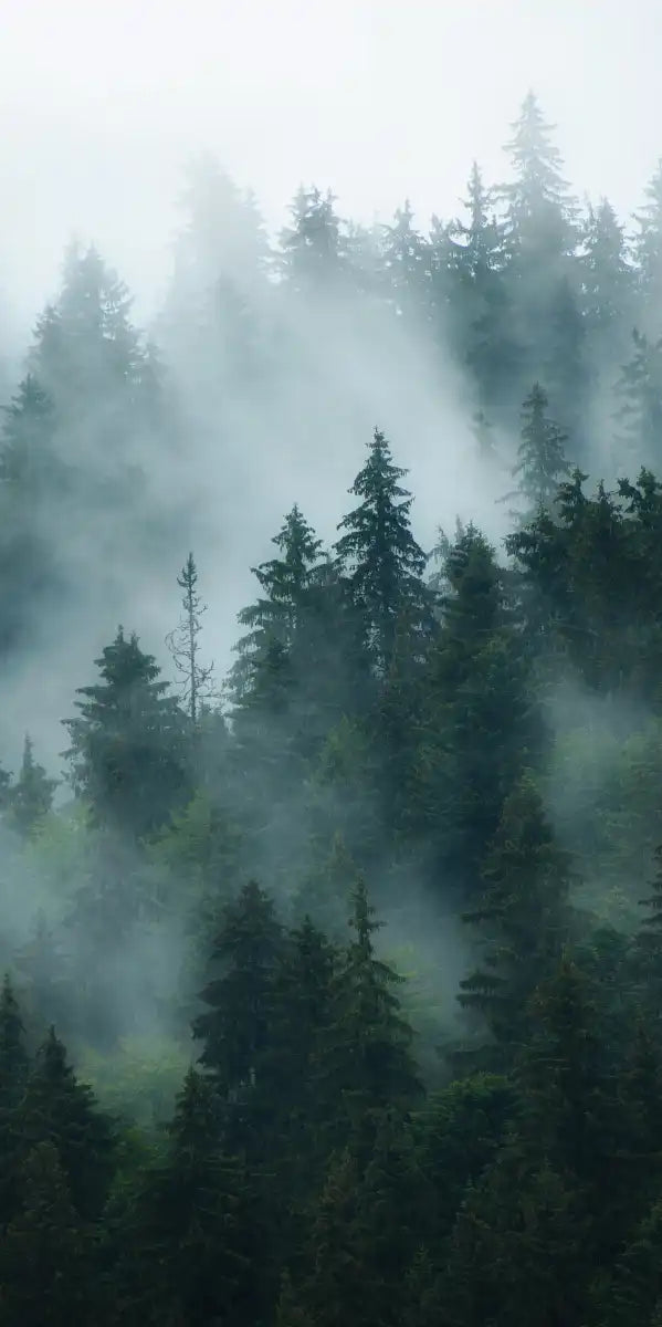 Misty Fir Forest Wall Art