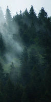 Misty Fir Forest Wall Art