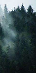 Misty Fir Forest Wall Art