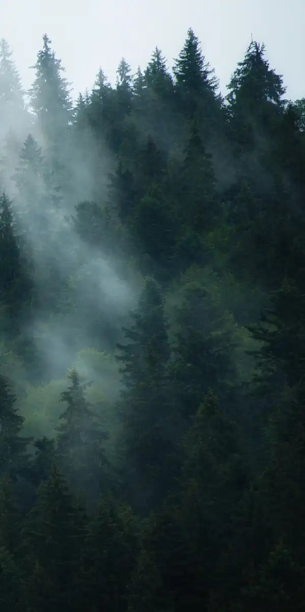 Misty Fir Forest Wall Art