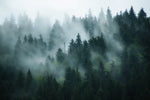 Misty Fir Forest Wall Art