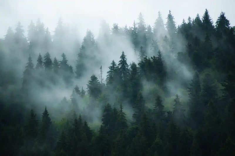 Misty Fir Forest Wall Art