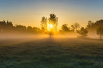 Misty Meadow At Sunrise Wall Art