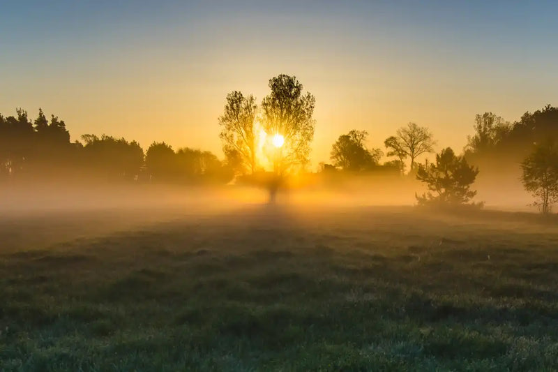 Misty Meadow At Sunrise Wall Art