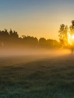 Misty Meadow At Sunrise Wall Art