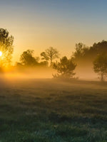 Misty Meadow At Sunrise Wall Art