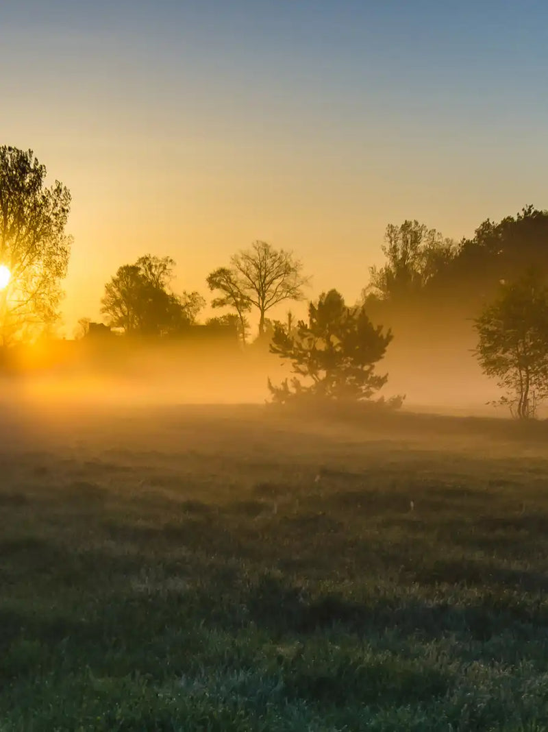 Misty Meadow At Sunrise Wall Art