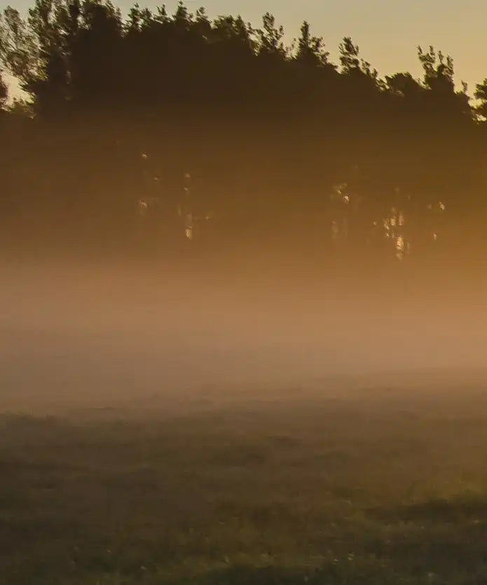 Misty Meadow At Sunrise Wall Art