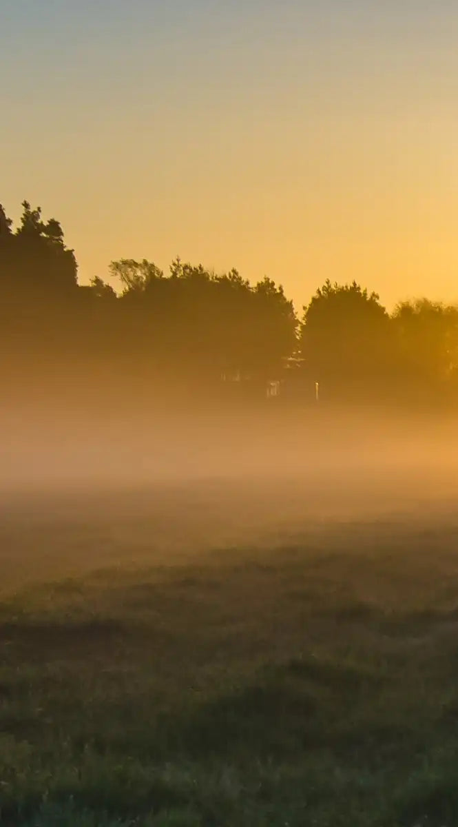 Misty Meadow At Sunrise Wall Art
