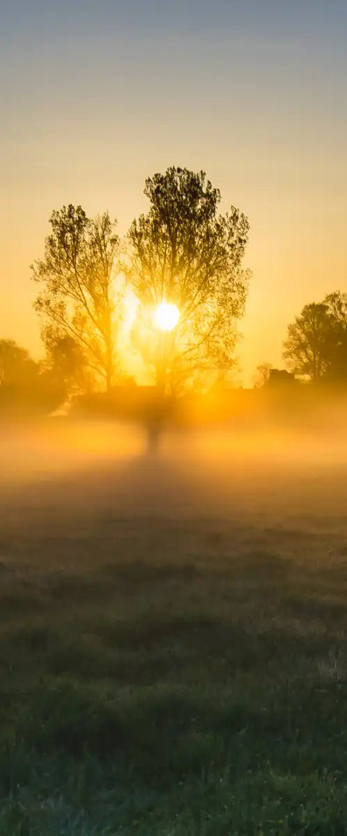Misty Meadow At Sunrise Wall Art