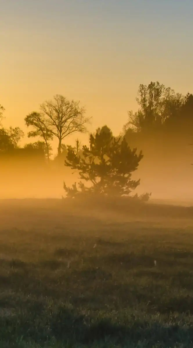 Misty Meadow At Sunrise Wall Art