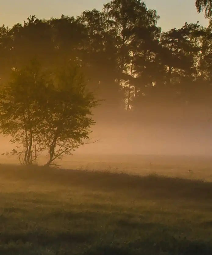 Misty Meadow At Sunrise Wall Art