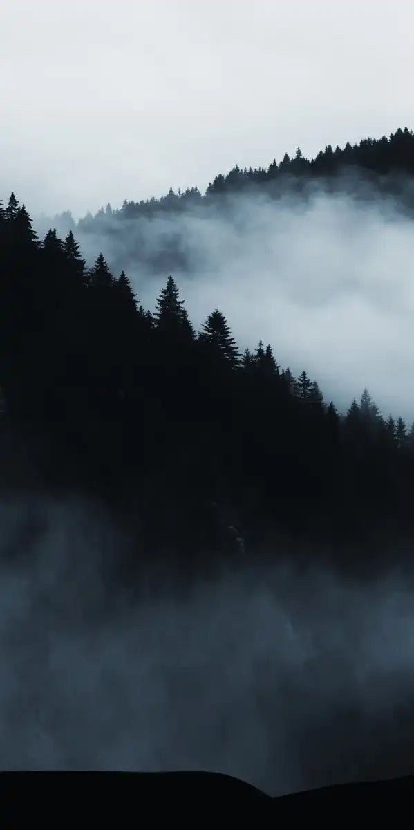 Misty Mountain Bear Wall Art