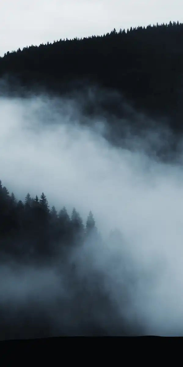 Misty Mountain Bear Wall Art
