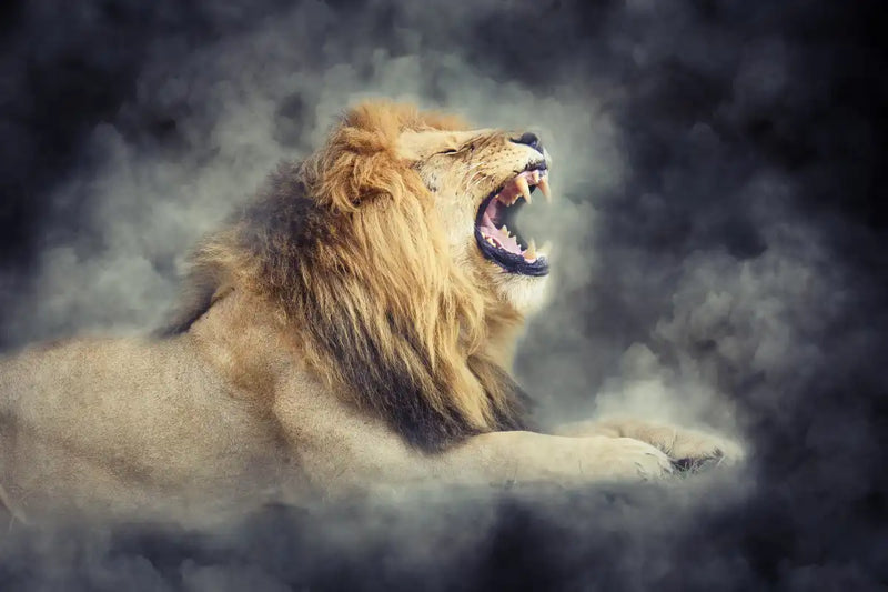 Misty Wild Lion Wall Art