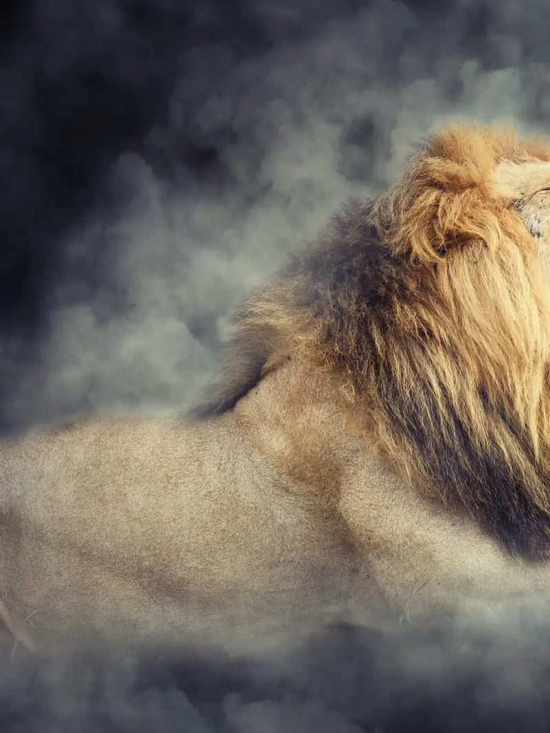 Misty Wild Lion Wall Art