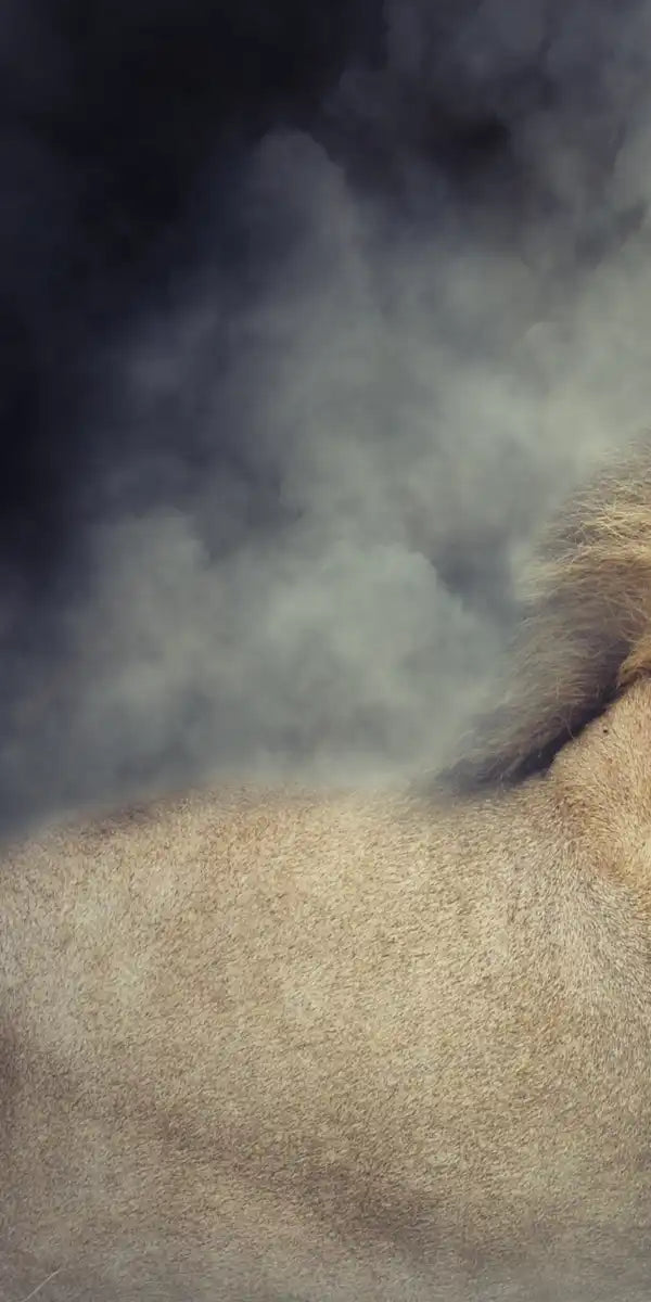 Misty Wild Lion Wall Art