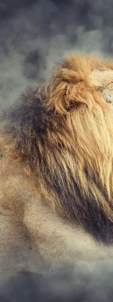 Misty Wild Lion Wall Art