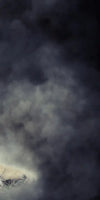 Misty Wild Lion Wall Art