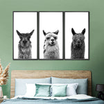 Trio Alpaca Wall Art