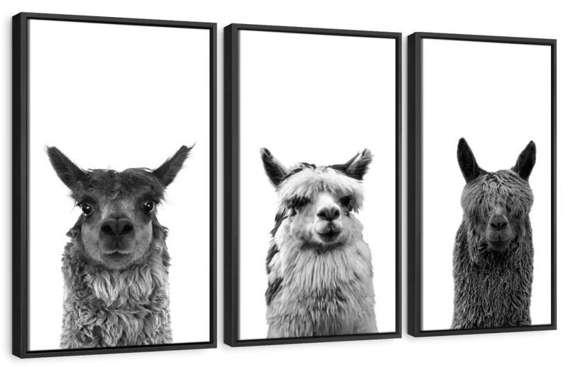 Trio Alpaca Wall Art